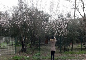 Balıkesir'de ağaçlar mevsimleri şaşırdı!